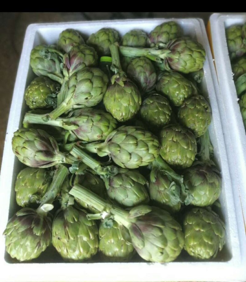 特种蔬菜—朝鲜蓟（洋蓟）进口品种，多年生