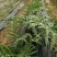 特种蔬菜—朝鲜蓟（洋蓟）进口品种，多年生