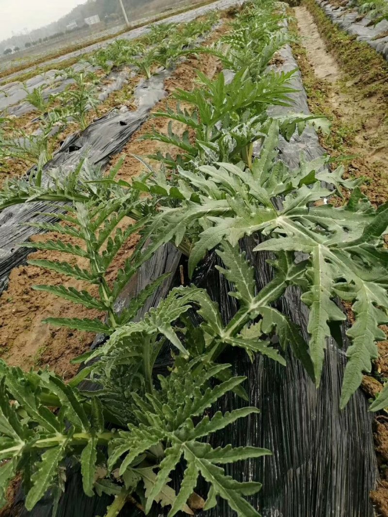 特种蔬菜—朝鲜蓟（洋蓟）进口品种，多年生