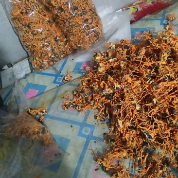 产地虫草干货无硫基地直供精品药材可视频看货