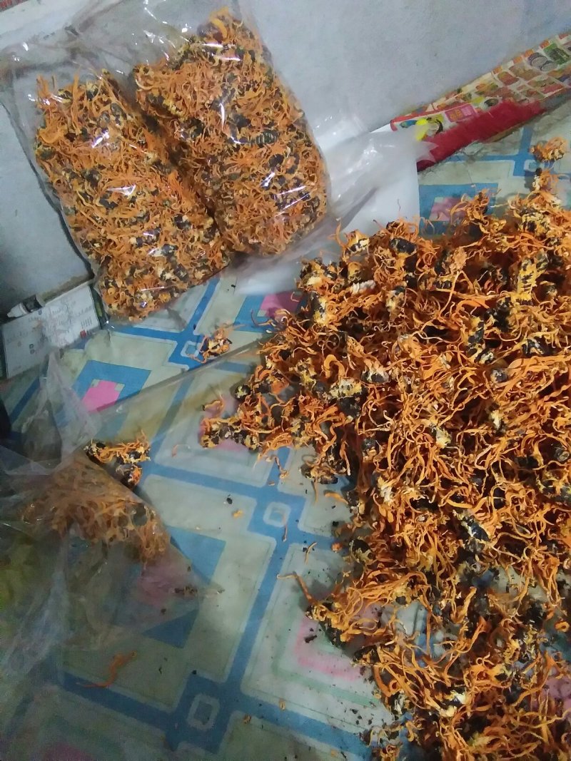 产地虫草干货无硫基地直供精品药材可视频看货