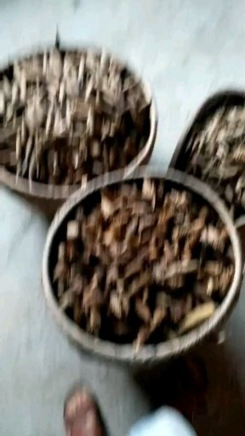 马褂木种子，九江马褂木种子