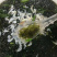 头水紫菜/紫菜/初水紫菜