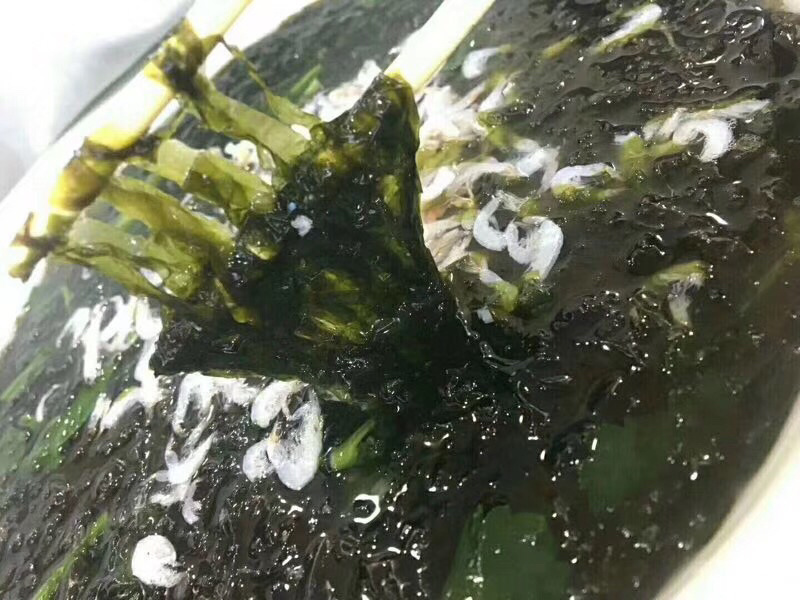 头水紫菜/紫菜/初水紫菜