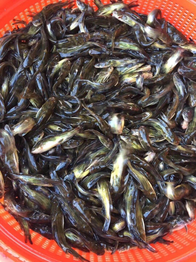 人工养殖黄颡鱼苗黄辣丁鱼苗黄鸭叫鱼淡水鱼苗提供养殖技术