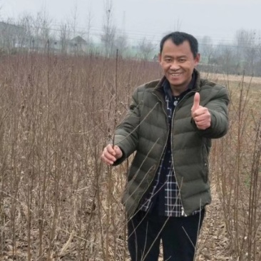 早熟桃苗。早熟，纯甜