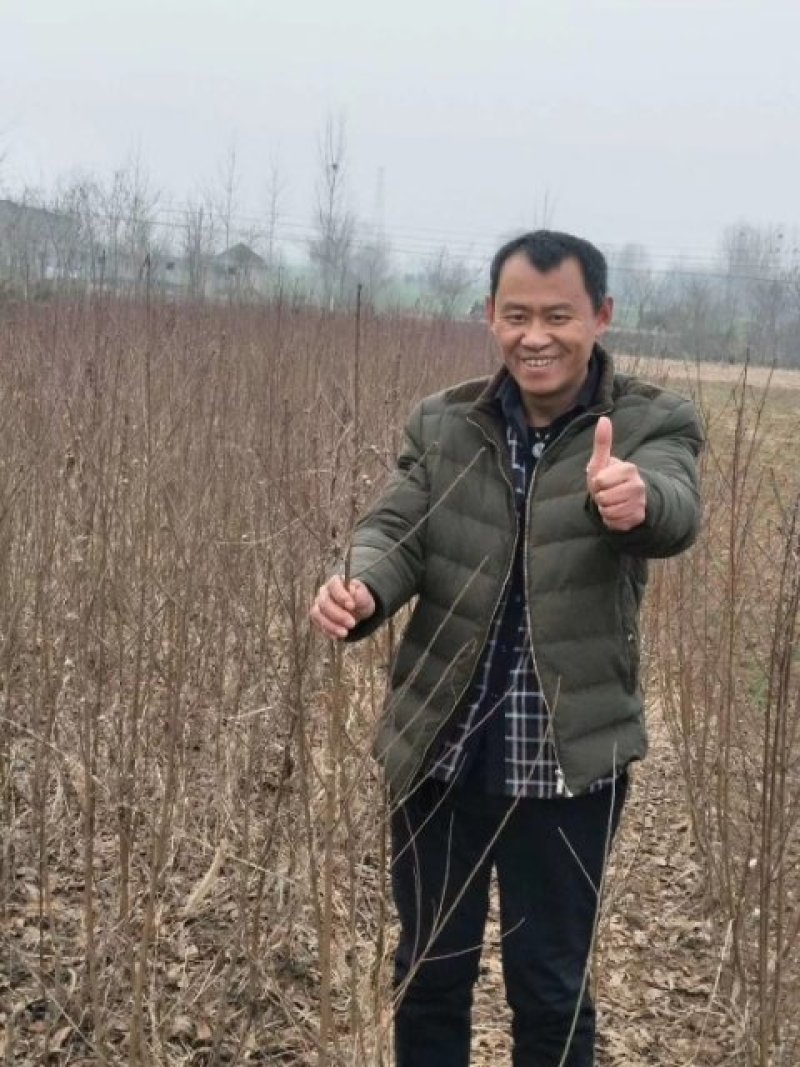早熟桃苗。早熟，纯甜
