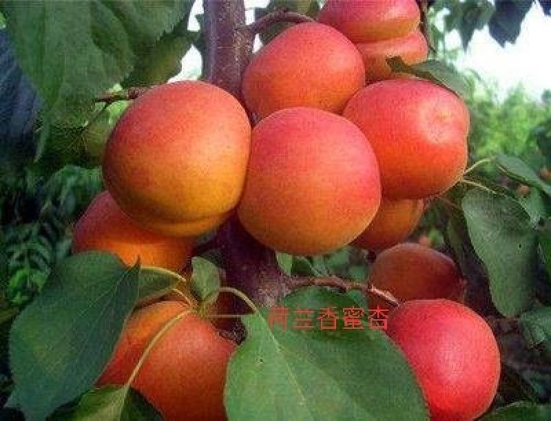 沙金杏，水晶杏，香蜜杏，黄金蜜，红杏，巨蜜王杏，双甜巨杏