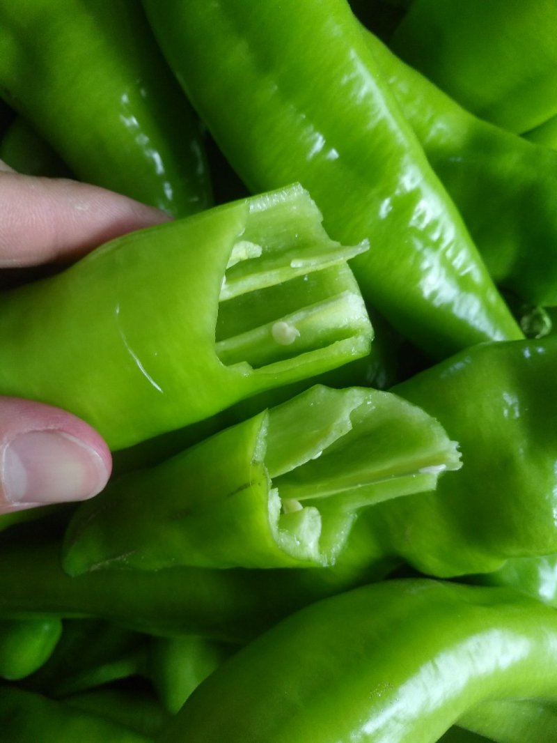 漳州诏安大棚辣椒黄皮椒螺丝椒太空椒场地代办