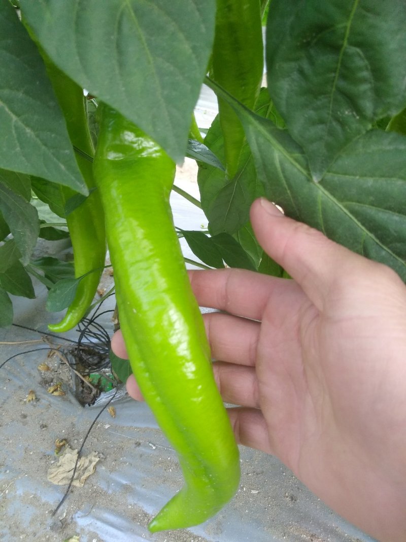漳州诏安大棚辣椒黄皮椒螺丝椒太空椒场地代办