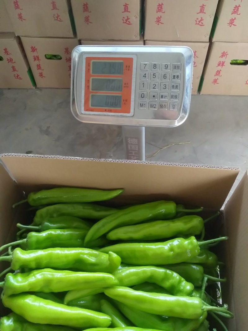 漳州诏安大棚辣椒黄皮椒螺丝椒太空椒场地代办