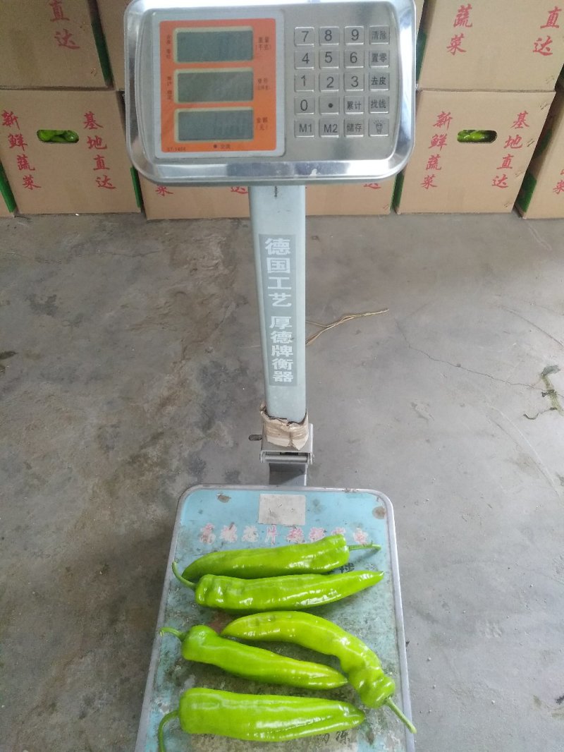 漳州诏安大棚辣椒黄皮椒螺丝椒太空椒场地代办