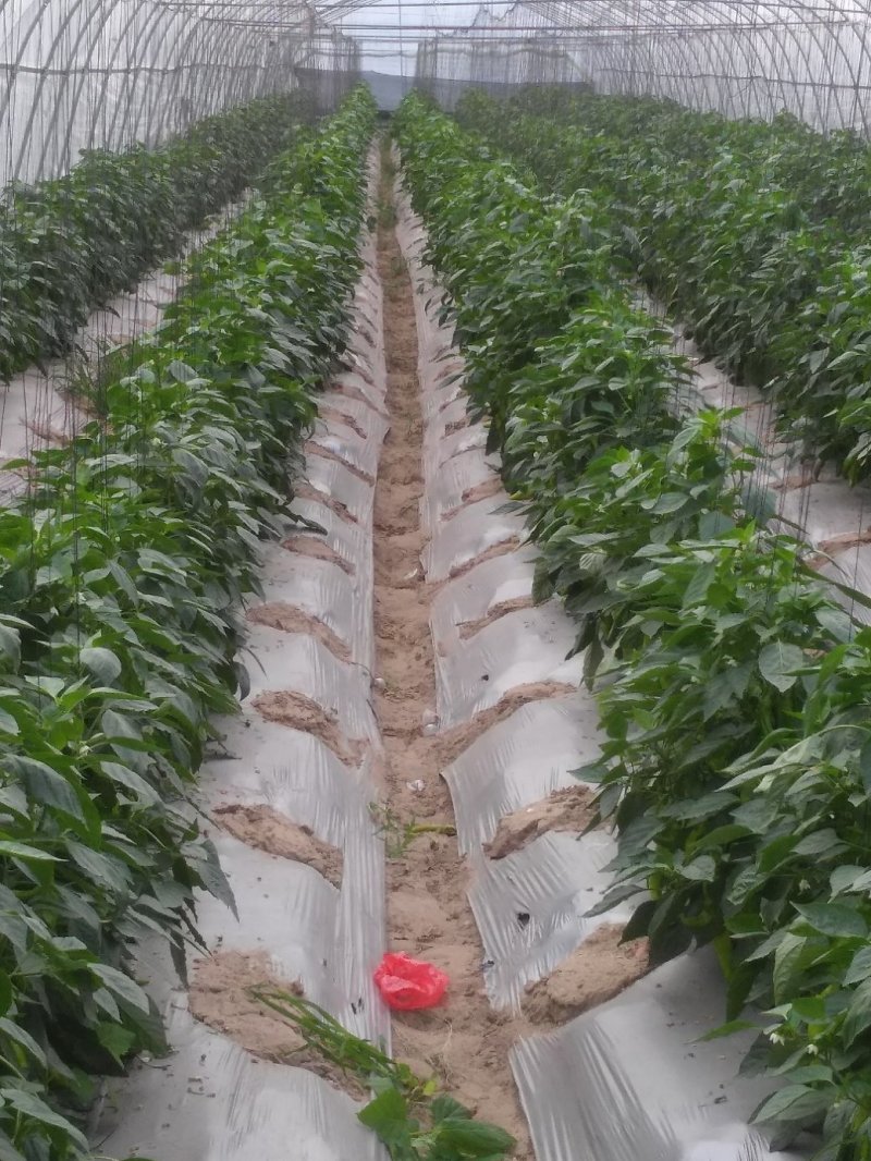 漳州诏安大棚辣椒黄皮椒螺丝椒太空椒场地代办