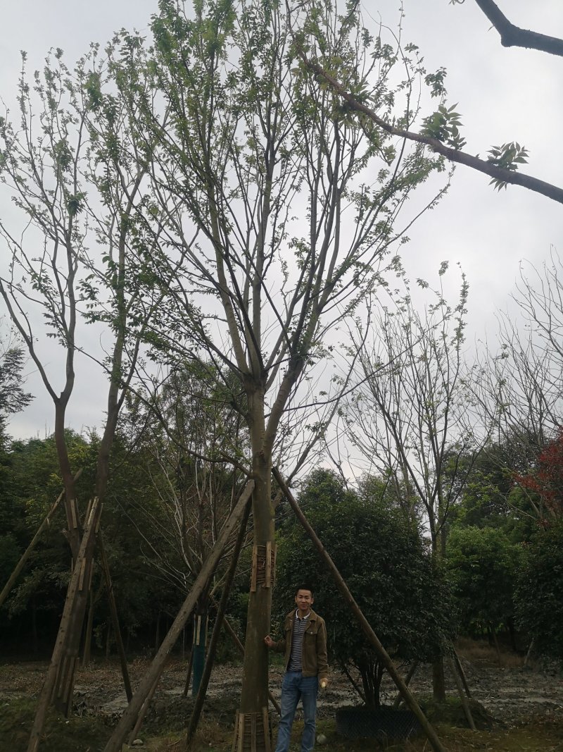 朴树假植朴树四川大量供应绿化苗木