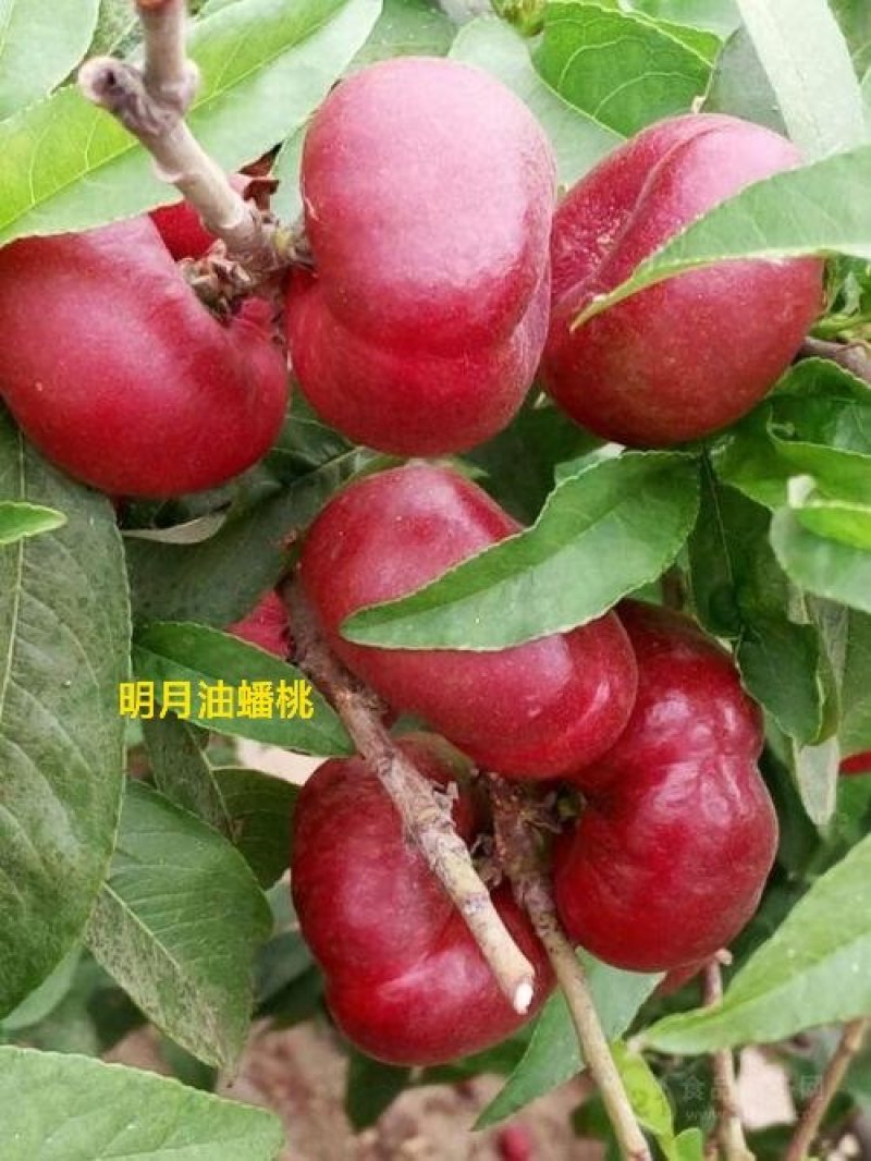 紫血12，金秋红蜜珍珠枣油，明月油蟠，风味皇后，锦绣紫霞