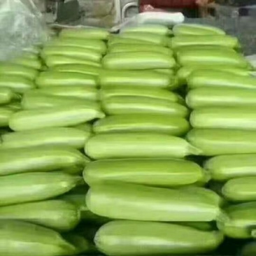 【荐】河北永年本地西葫芦绿皮西葫芦颜色绿质量好产地直发