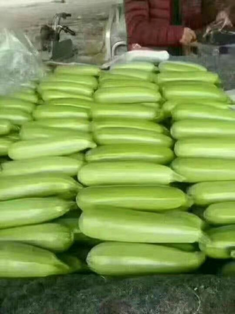 【荐】河北永年本地西葫芦绿皮西葫芦颜色绿质量好产地直发