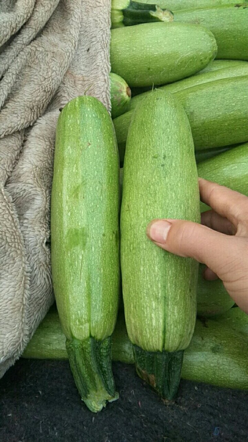 【荐】河北永年本地西葫芦绿皮西葫芦颜色绿质量好产地直发