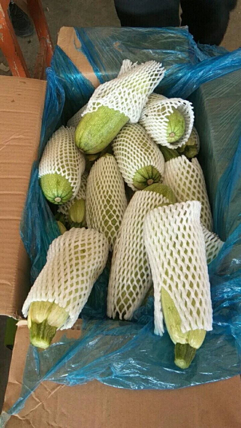 【荐】河北永年本地西葫芦绿皮西葫芦颜色绿质量好产地直发