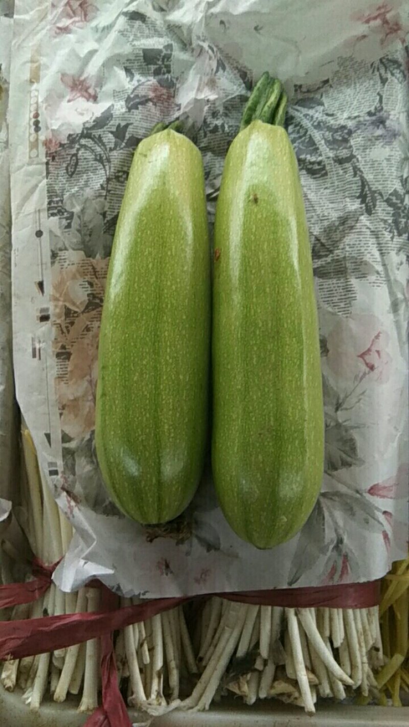 【荐】河北永年本地西葫芦绿皮西葫芦颜色绿质量好产地直发