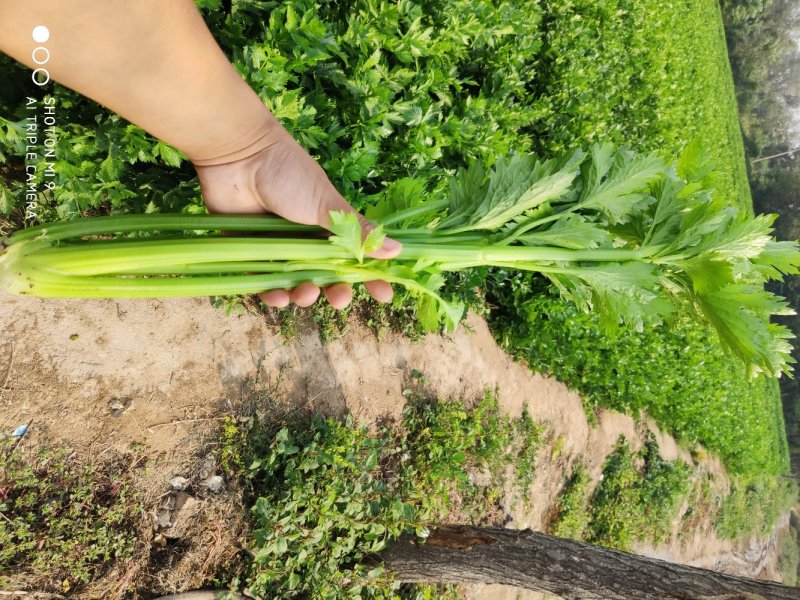 西芹精品质量杠杠的