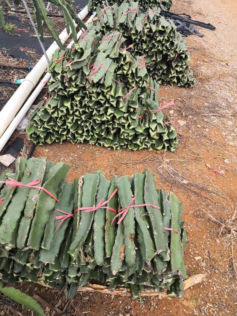 红心水晶火龙果种苗