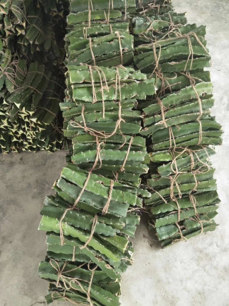 红心水晶火龙果种苗