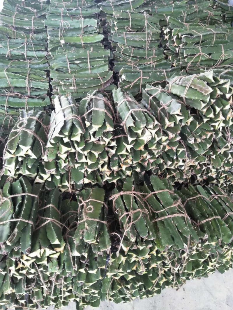 红心水晶火龙果种苗