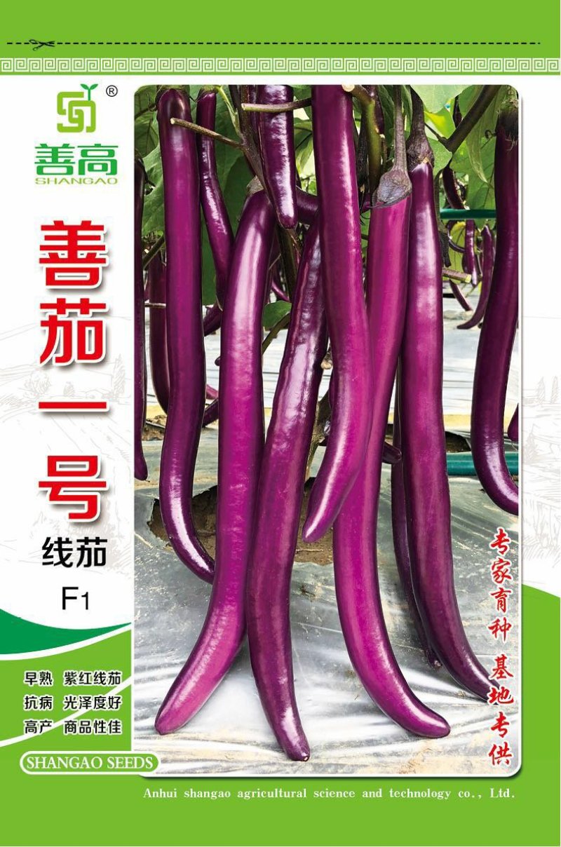 早熟杂交一代茄子品种，植株直立性强，果长30-38厘米