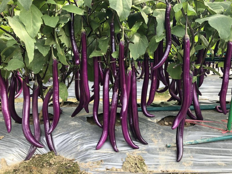 早熟杂交一代茄子品种，植株直立性强，果长30-38厘米