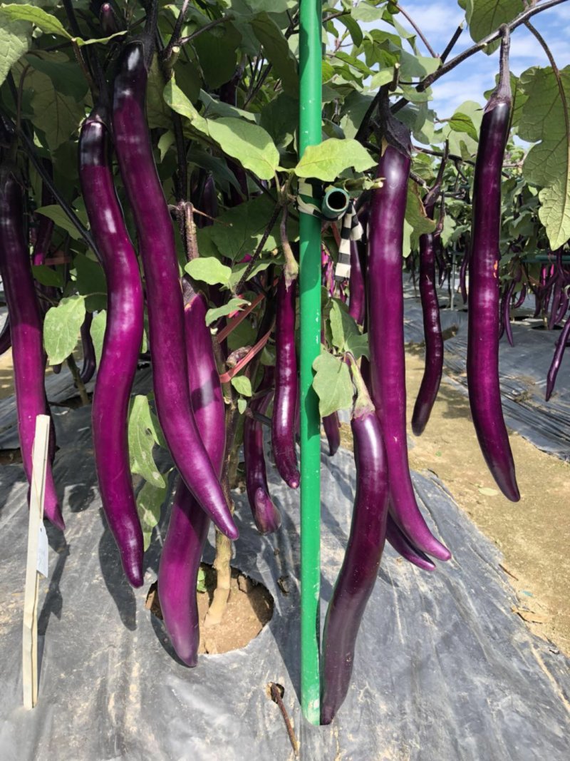 早熟杂交一代茄子品种，植株直立性强，果长30-38厘米