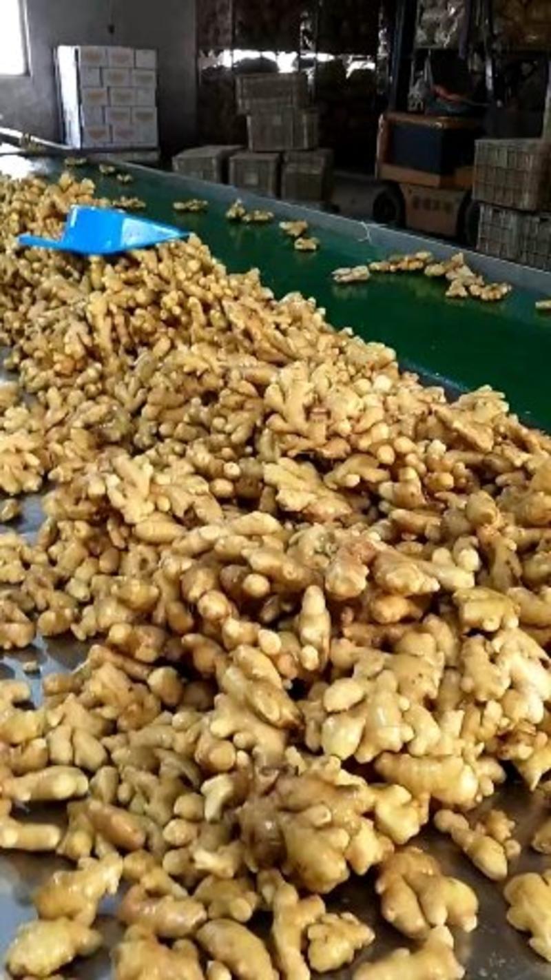 生姜大黄姜产地大量上市货源充足价格美丽产地直销