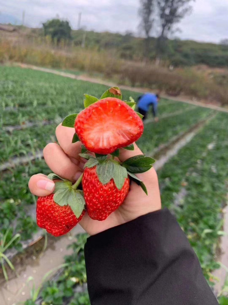 四川凉山奶油草莓红颜巧克力东草莓烘焙馅料批发电商一件代发