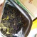 土山茶八仙茶高山八仙茶大坪土山茶惠来土山茶潮汕工夫茶