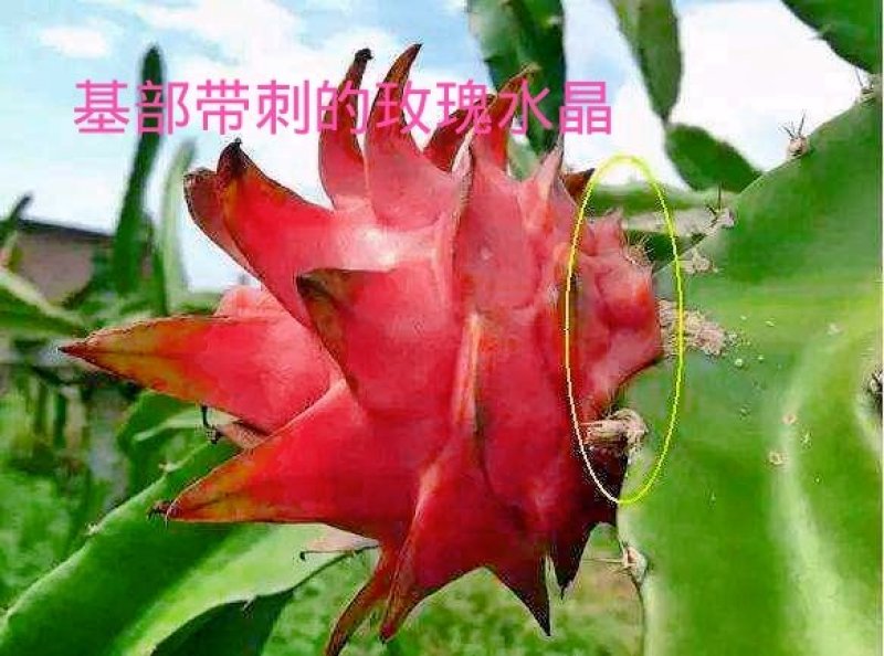 红心水晶火龙果种苗