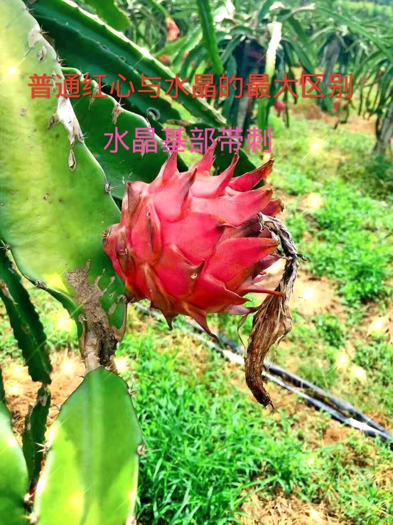 红心水晶火龙果种苗