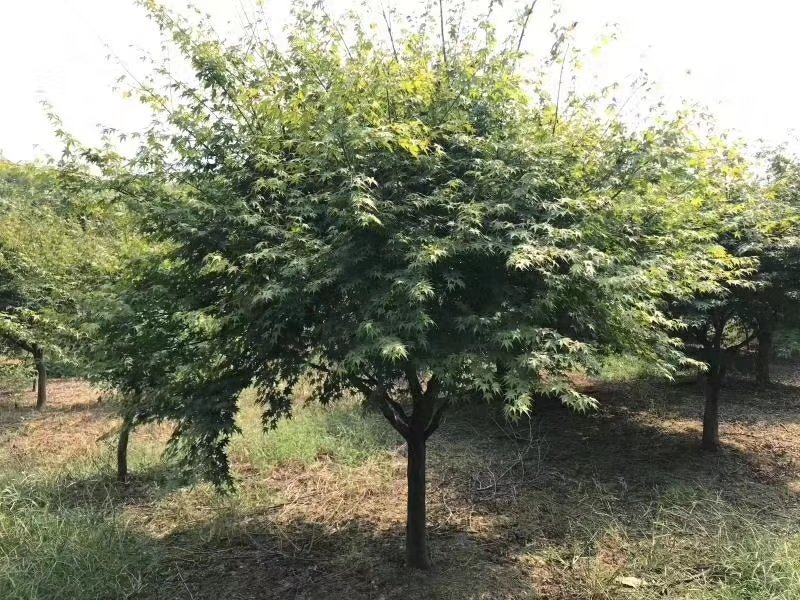 鸡爪槭7-25公分小叶鸡爪槭