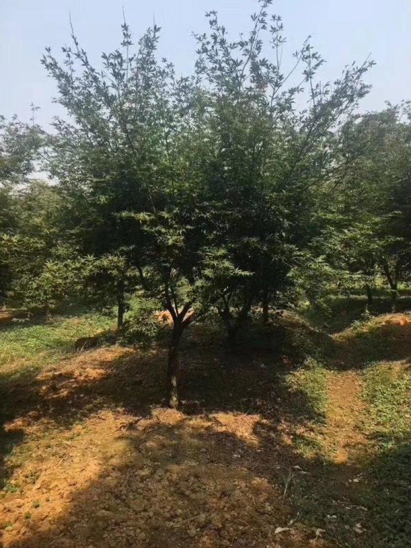 鸡爪槭7-25公分小叶鸡爪槭