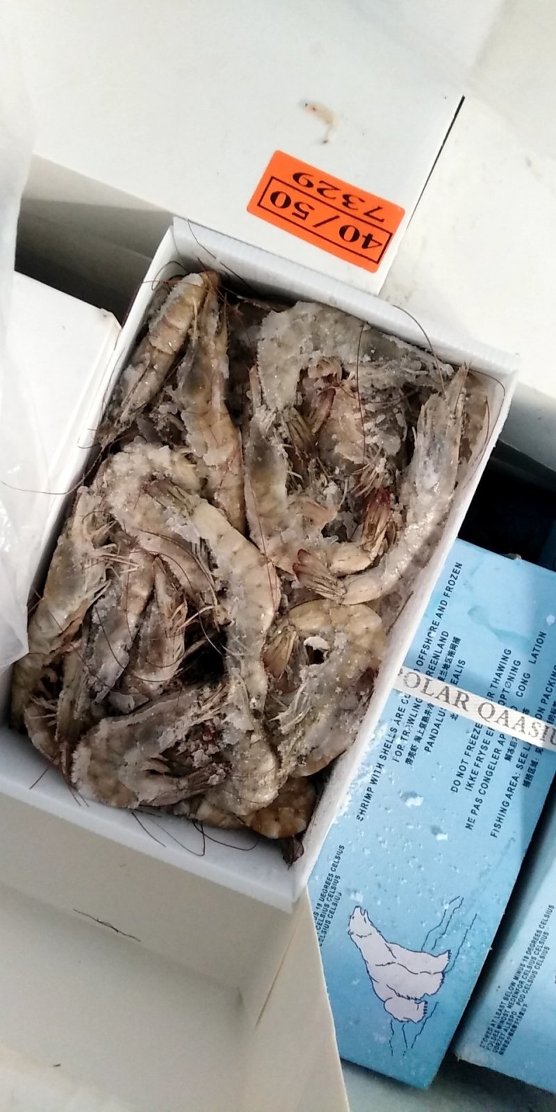 盐水虾