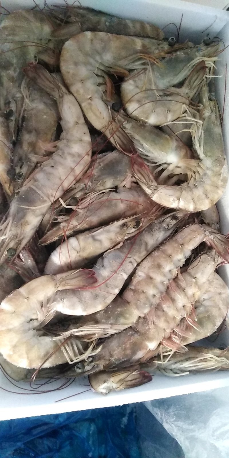 盐水虾