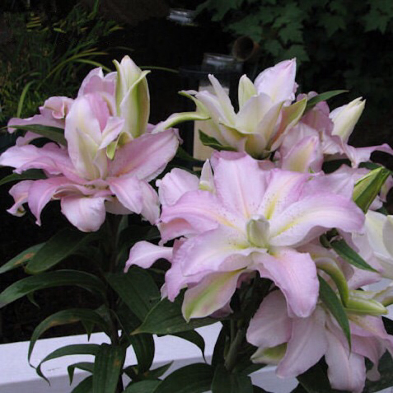 重瓣香水百合花种球带牙种子多头四季开花矮生浓香室内外花卉