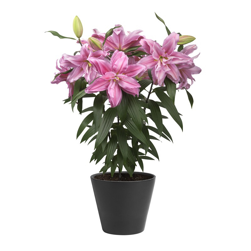 重瓣香水百合花种球带牙种子多头四季开花矮生浓香室内外花卉
