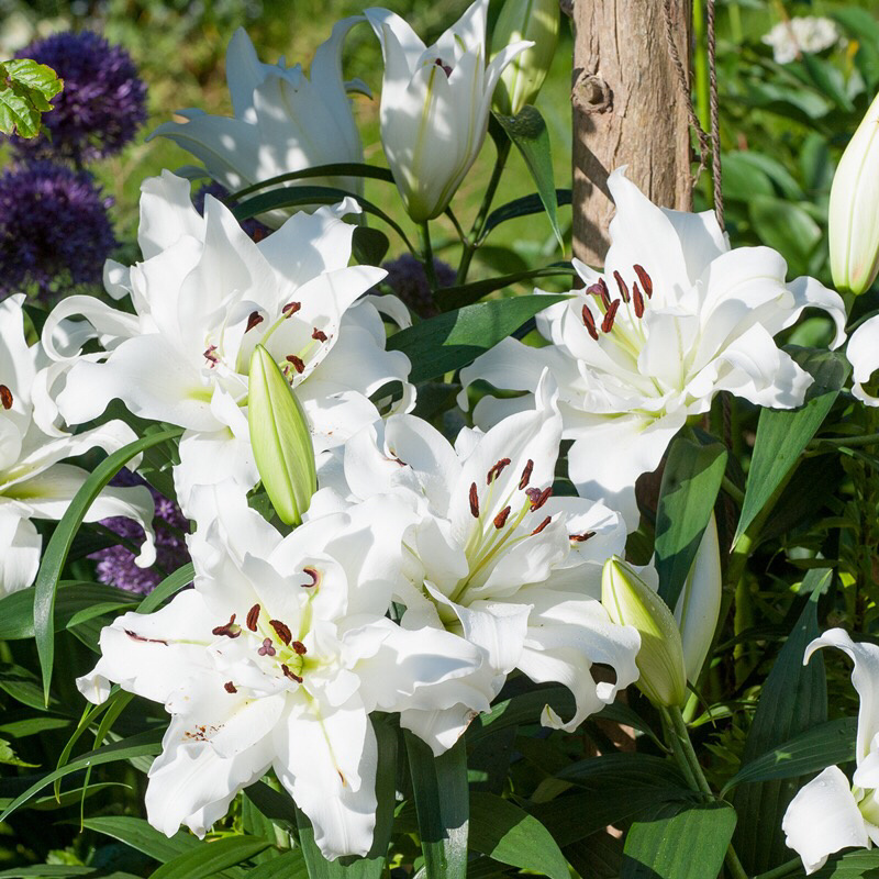 重瓣香水百合花种球带牙种子多头四季开花矮生浓香室内外花卉