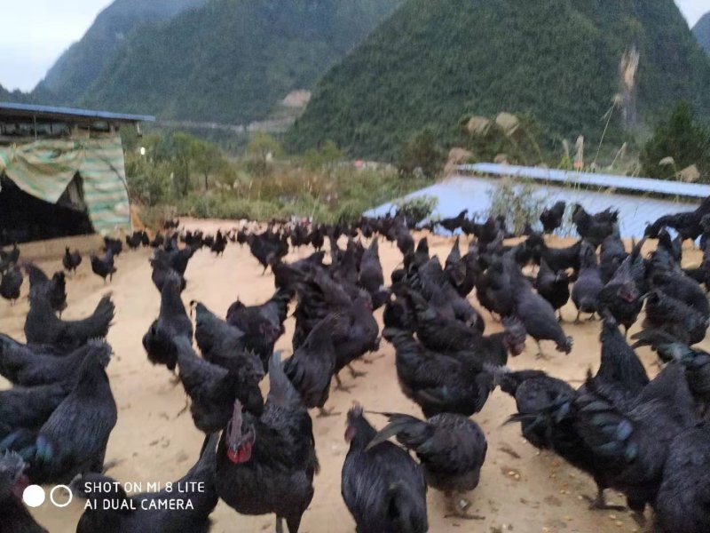 东兰三乌鸡场地价，地头价，上车价