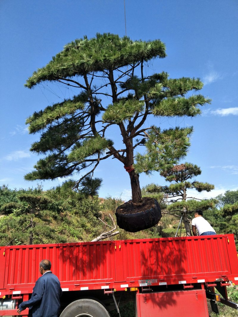 造型松，造型油松基地直供荣起苗，成活率高，量大更优