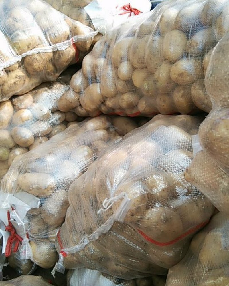 一到三两精品荷兰十五黄皮黄心袋装土豆