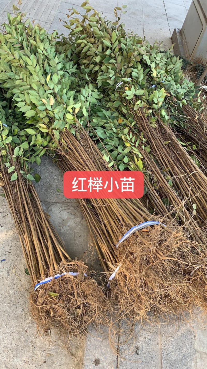正宗红榉苗，榉树苗1米左右0.5元，全国各地现挖发货，