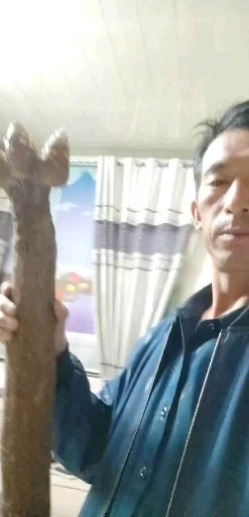野生鲜锁阳5斤起真空包邮鲜货拒绝退货