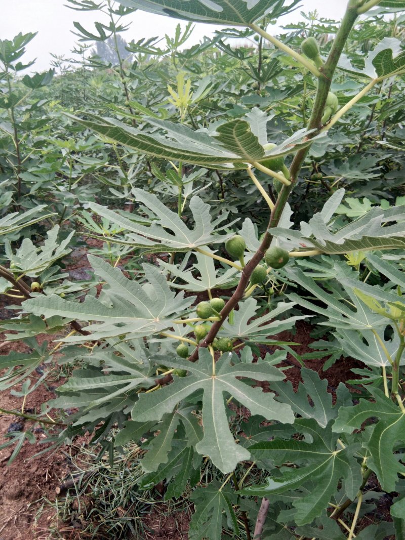 波姬红无花果苗，山东波姬红育苗基地，波姬红新品种