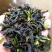 土山茶叶惠来八仙茶潮汕高山茶叶炭焙土山茶1袋1斤